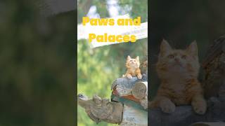 Paws and Palaces: Cute Cats Roaming Ancient Beijing City in China #beijing #china #travel #catshorts