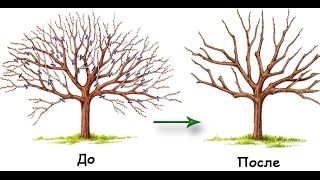 ОБРЕЗКА ПЛОДОВЫХ ДЕРЕВЬЕВ ДЛЯ НАЧИНАЮЩИХ