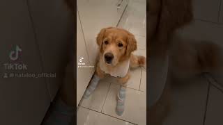 Goldenretriever#cute#funny#dog#trending#viral#reels#pets#love#doglover#italy#fyp#dogsvideo#tiktok#fy