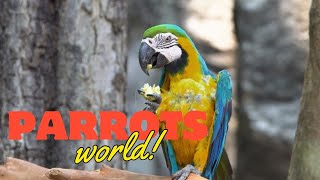 Tropical Paradise: Stunning Jungle Parrots in Their Natural Habitat