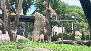 Feeding lions at Lincoln Park Zoo