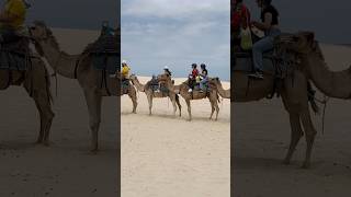 Camel rides🐪🐫#annabay#portstephens #worimi national park#4WDtours#sanddunesafaris