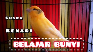 Suara kenari belajar bunyi