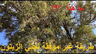 Méthode infructueuse pour récolter les olives  استعملت طريقة غير موفقة لجني الزيتون