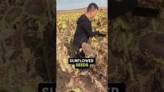 ARE THEY KILLING SUNFLOWERS?