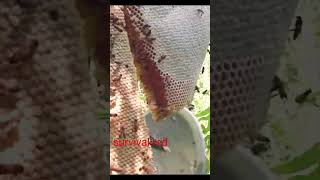 #honeyhunting #honey #bee #fishing Honney Harvesting  to Bee Master in Taiwan By Survival Red