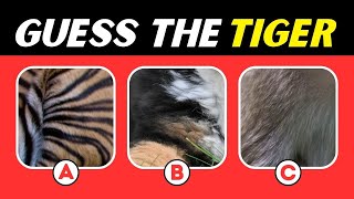 Guess The Animal from 3 Different Close Up Images | Brain Quiz Time