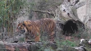 Zoo Osnabrück