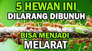 JANGAN BUNUH HEWAN INI ❗❗ BISA MELARAT