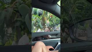 Easy Way to harvest Mango 😂 #funnyvideo