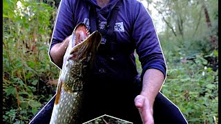 Tiny river pike