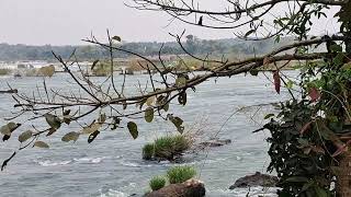 Rio Iguaçú acima das Cataratas