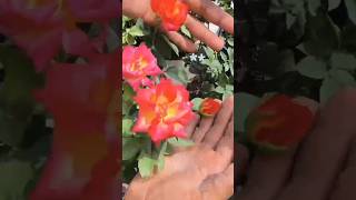 बरसात में गुलाब का पौधा फूलों और कलियों से भर जाएगा | Rose Plant Care | गुलाब