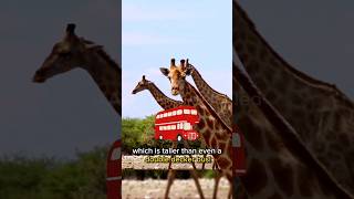 Giraffe Facts: The Tallest Mammal on Earth