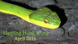 Herping Hong Kong // Bamboo Pit Viper