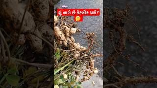 શું લાગે છે કેટલીક થશે મગફળી? 🤔 #farmer #farming #viralvideo #રાજભાગઢવી #rajbhagadhvi #viralvideo