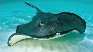 Stingray Breeding is Very Unique | It is Very Dangerous