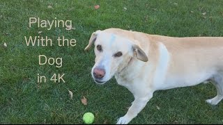 Playing With The Dog   in 4K