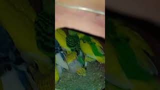 Budges parrot#birds #breeding #parrot #progress # YouTube trending#birds #viralvideo