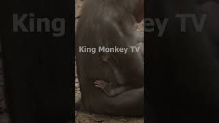 Monkey funny videos #1372 #babymonkey #shortvideo #short #viral #monkey #reels2023