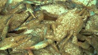 HOW TO MAKE BLUE CRABS