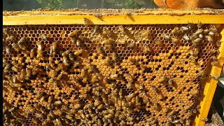 SALVANDO UN NÚCLEO DE ABEJAS#apicultura #colmenas #ulloa #abejas