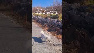 #shorts #youtube #youtubeshorts #shortsvideo #youtubevideo #short #shortvideo #dog #funny #cute #pet