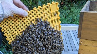 Bienenstress. Was Kann Man Tun, Wenn Es Zuviel Wird?