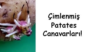 Çimlenmiş Patates Canavarları!