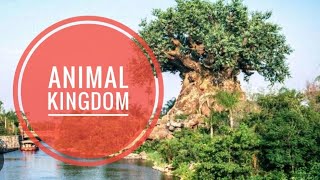 ANIMAL KINGDOM - DISNEY  - ORLANDO  / EUA