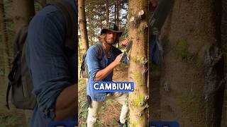 L’aliment universel de survie! Le cambium😮🌳#survie #shorts