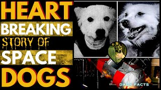 Heartbreaking Story Of Space Dogs - Dark Facts