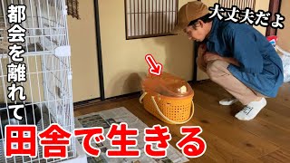 初めての動物病院へ。保護した猫親子と僕の新・移住生活【古民家暮らし#73】