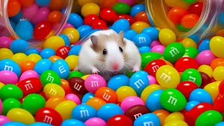 🌈 Colorful Hamster Maze with m&m's Candies 🍬