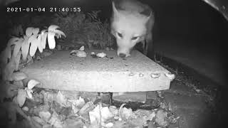 Fox Caught on Zumimall GX1S Camera in Backyard