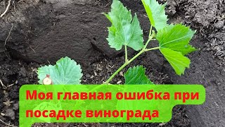 Посадка саженца технического сорта винограда / Planting a seedling of a technical grade of grapes.