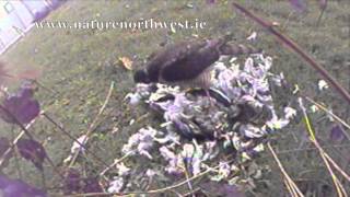 Sparrowhawk eating a woodpigeon