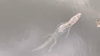 Alligators @ Colt Creek State Park by Aalee Khawar