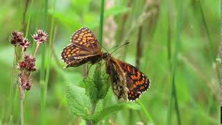 Heath Fritillaries at Blean Wood