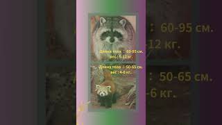 【LEARN RUSSIAN EASILY】Raccoon vs Rеdpanda -1