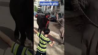 Eiduazha #youtubeshorts #viral #youtube #shortes#cows #Bafallow#sajida,s daily life