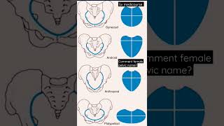 Types of pelvic bone #pelvic #bone #grip #femalepelvis #reproductivesystem #svmedicourse