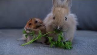 Cute pets rabbit and hamster sit on the bed and eat parsley#cute#beautyofnature#animals#cuteanimals