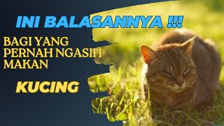 Ini balasannya bagi orang yang pernah ngasih makan kucing