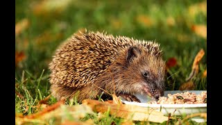 ОДИН ИЗ ВЕЧЕРОВ В СЕЛЕ МОЕ ХОЗЯЙСТВО КОРМЛЕНИЕ ЕЖИКОВ MY HOUSE FEEDING Hedgehogs