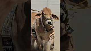 Abdul Munam Cattle Farm Teaser BakraEid 2024 -Extremely Dangerous Bulls -Collection 2024 #bakramandi