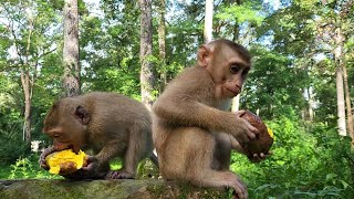 Queen Rainbow And Leo Indulge In Mouthwatering Mangoes Until They're Stuffed 🌈🦁🥭