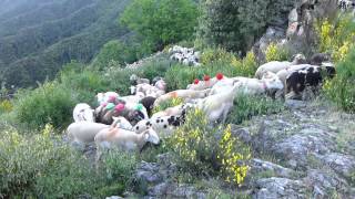 Transhumance cévenole Col du Pas