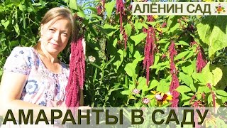 ВСЁ о выращивании АМАРАНТА!!! От посева до сбора урожая