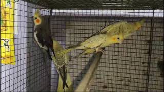 cocktails 3pair breeding pair किसी भाई ko लेने हो तो ले सकते हैं